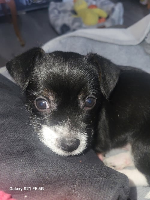 BABS - Terrier available for adoption