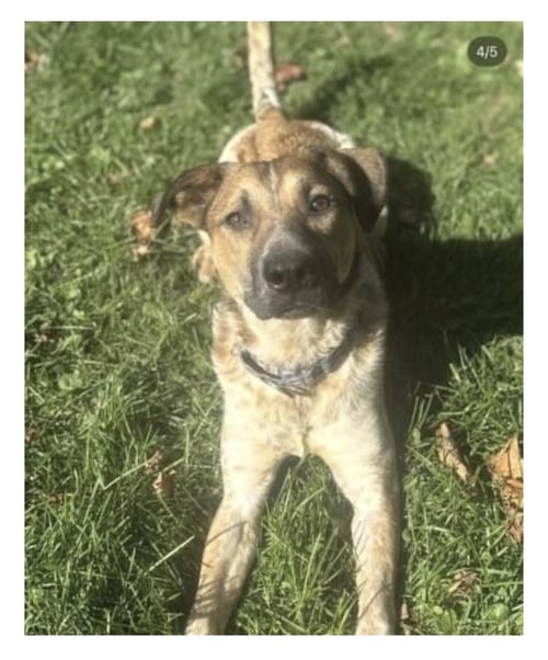 CHILI PETE - Cattle Dog available for adoption