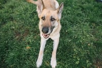 Zoey - Photo 9