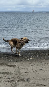 Zoey - Photo 2