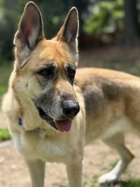 Zoey - Photo 8