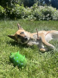 Zoey - Photo 10