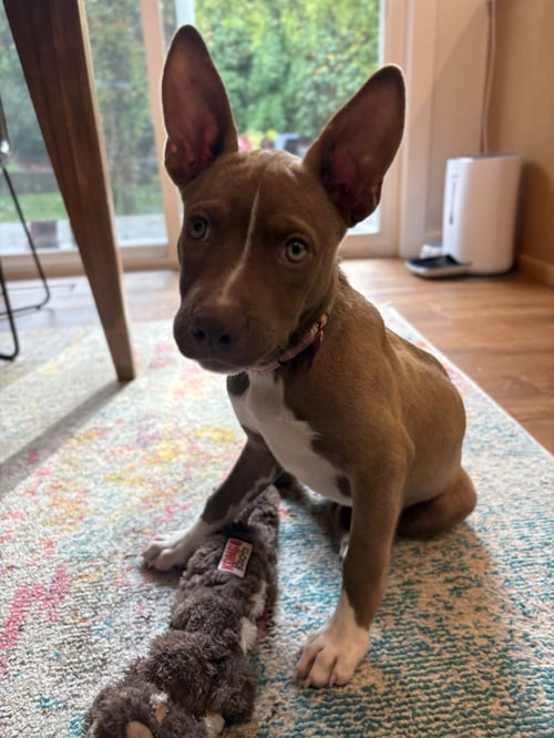 AMBER - Terrier available for adoption