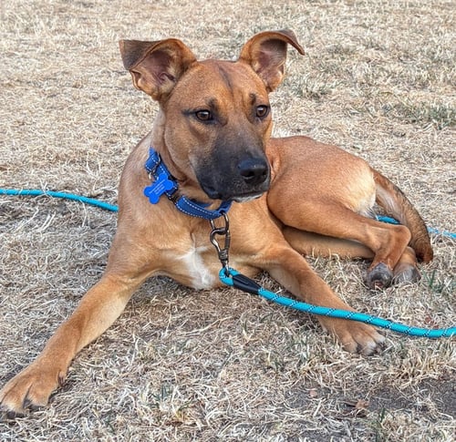 SKIP - Shepherd available for adoption