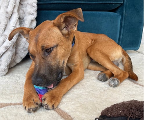 SKIP - Shepherd available for adoption