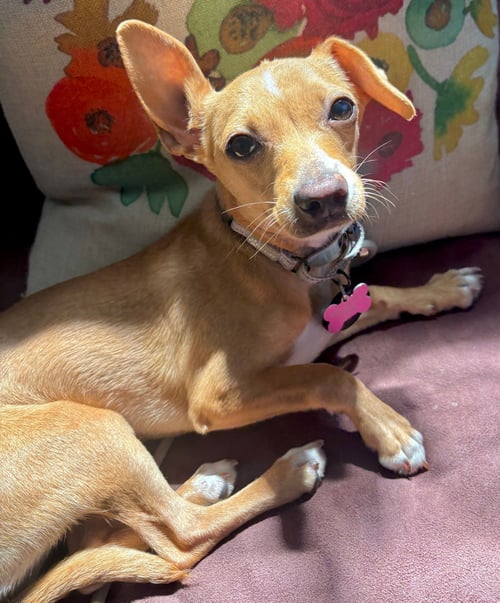 RAYA - Chihuahua available for adoption