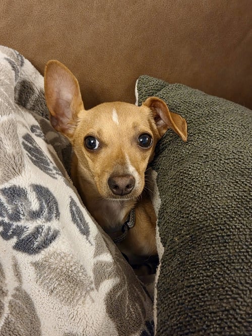 RAYA - Chihuahua available for adoption