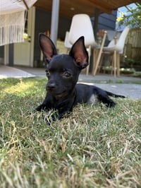 Bessie - Photo 8