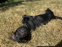 Bessie - Photo 2