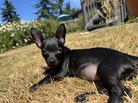 Bessie - Photo 7