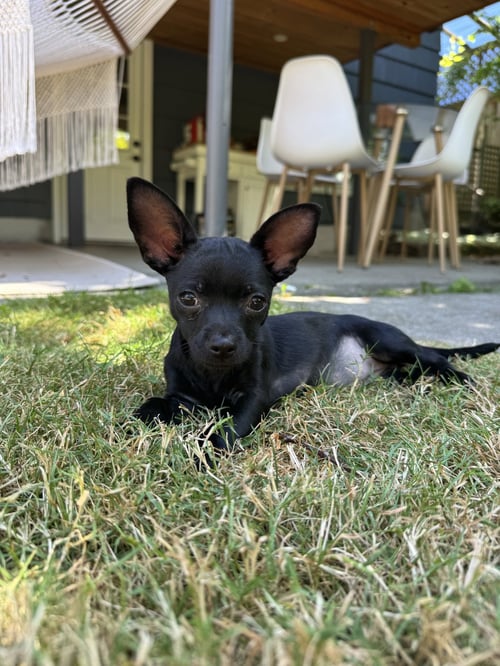 BESSIE - Chihuahua available for adoption