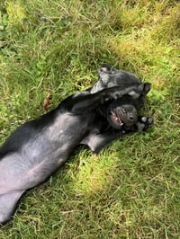 Bessie - Photo 3