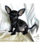 Bessie - Photo 9