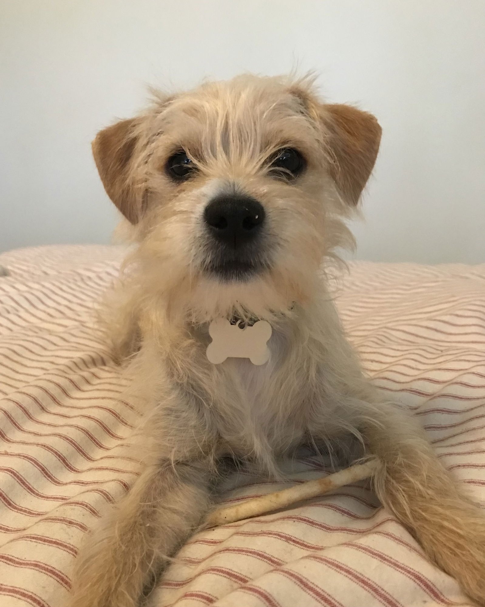 * HENRY - PENDING - Terrier / Chihuahua available for adoption