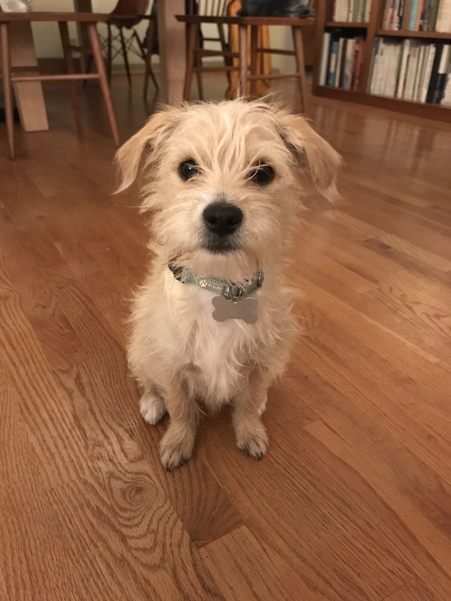 * HENRY - PENDING - Terrier / Chihuahua available for adoption