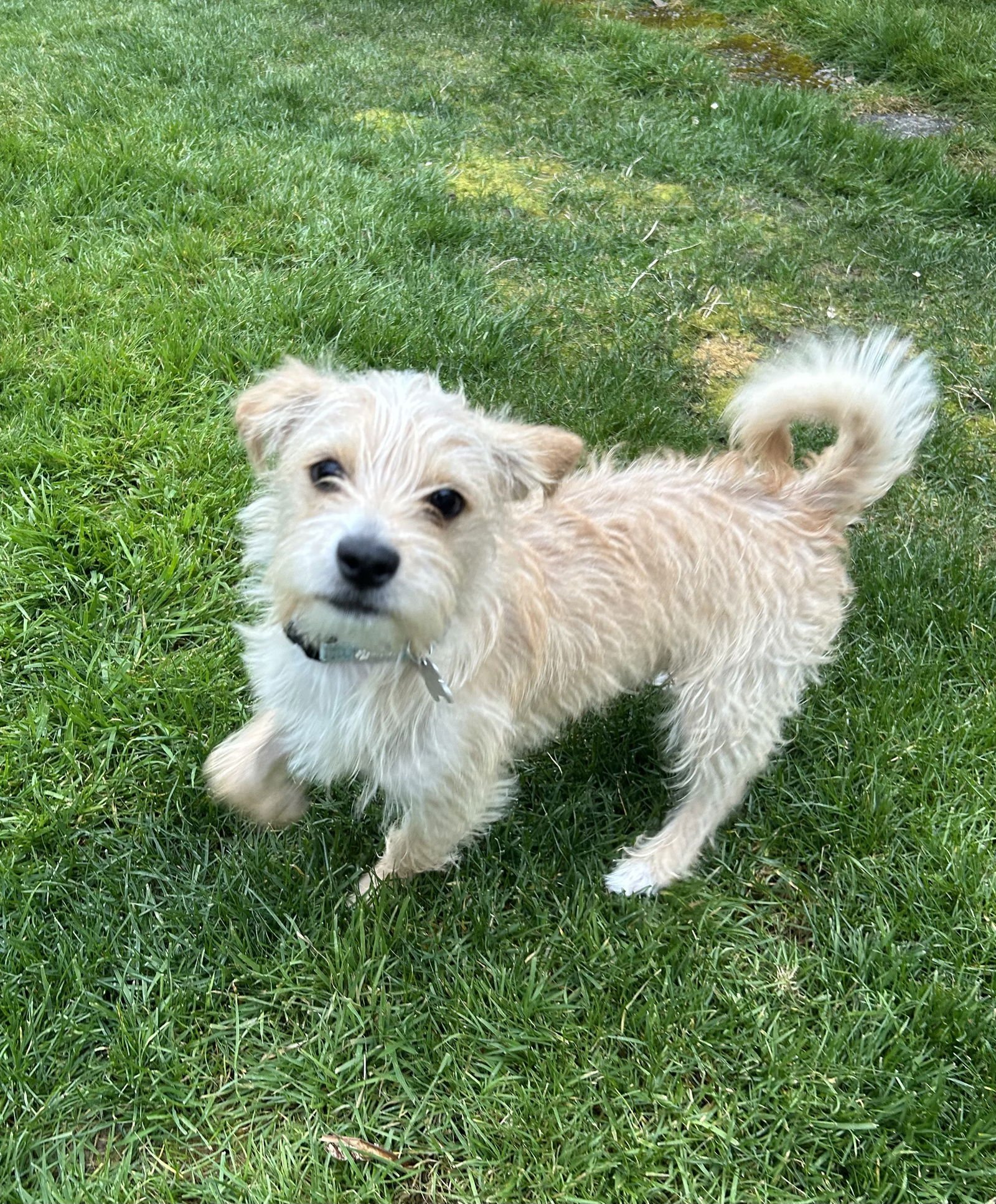 * Henry - Pending - Photo 3