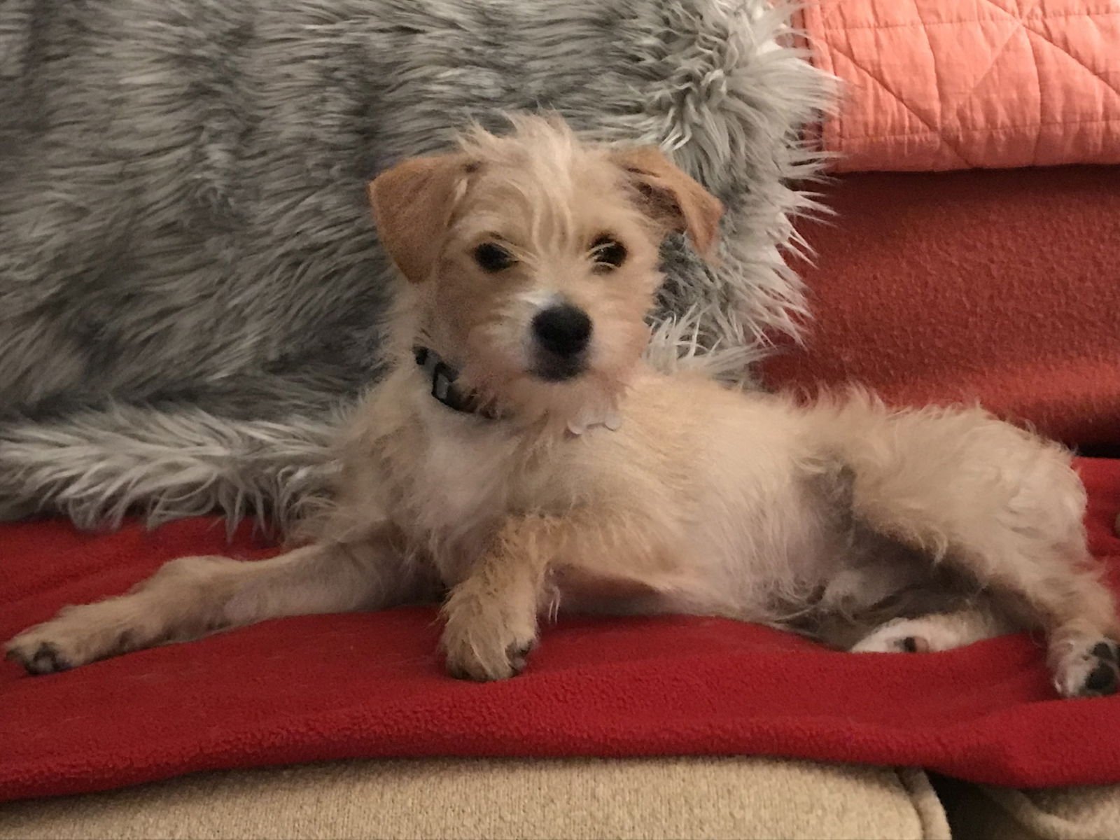 * Henry - Pending - Photo 4