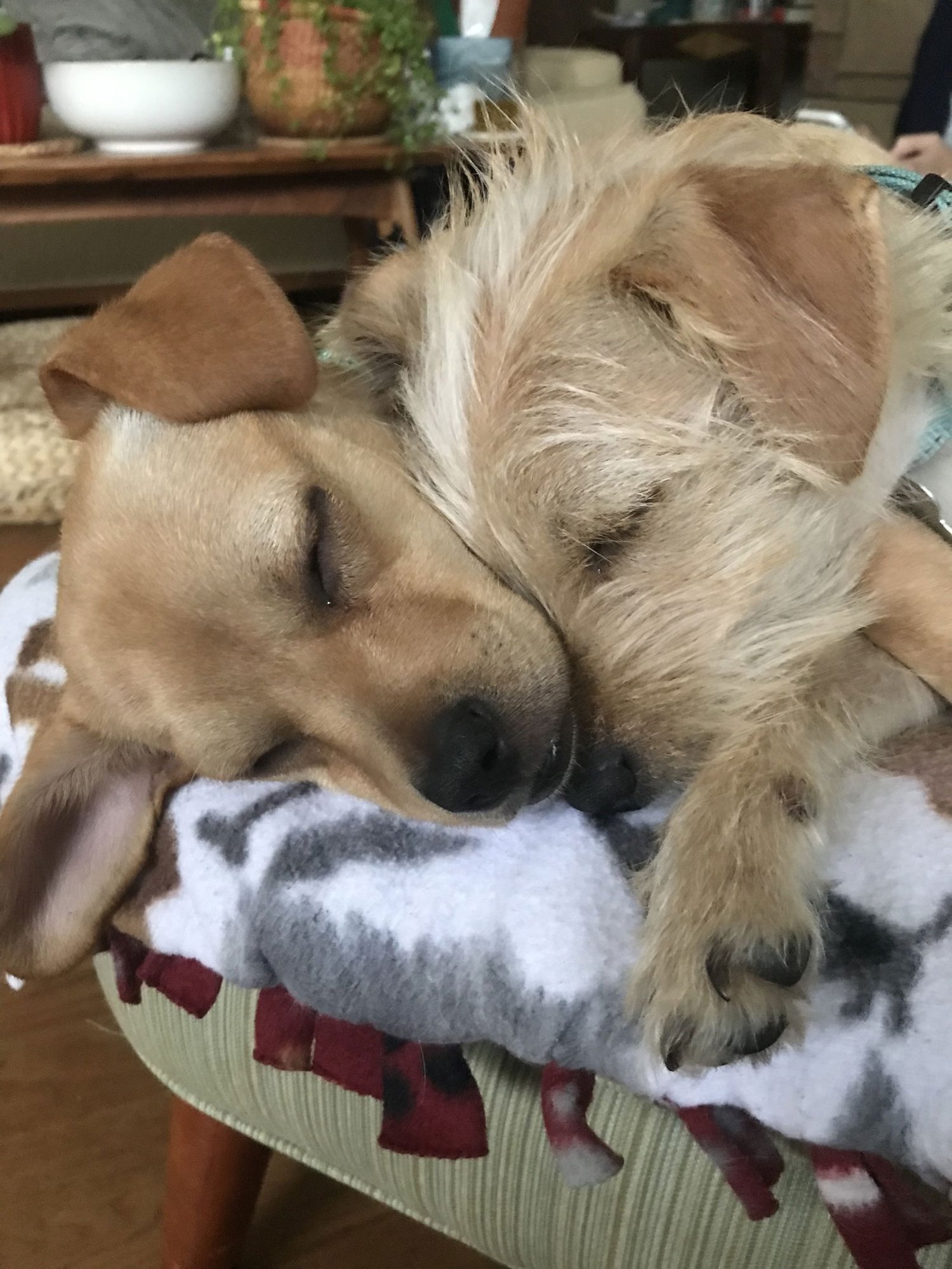 * Henry - Pending - Photo 5