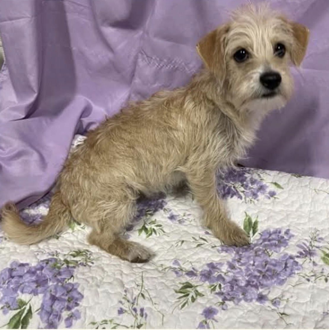 * Henry - Pending - Photo 7