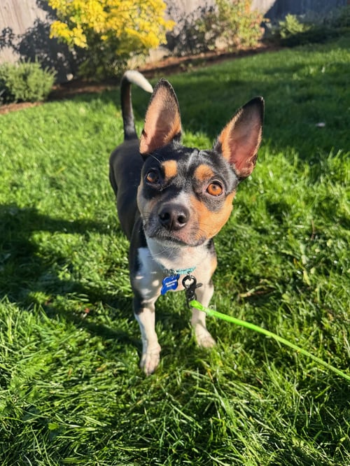 HUGO - Rat Terrier available for adoption