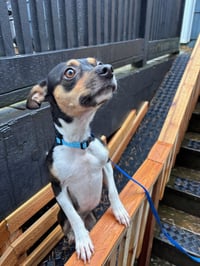 Hugo - Photo 3
