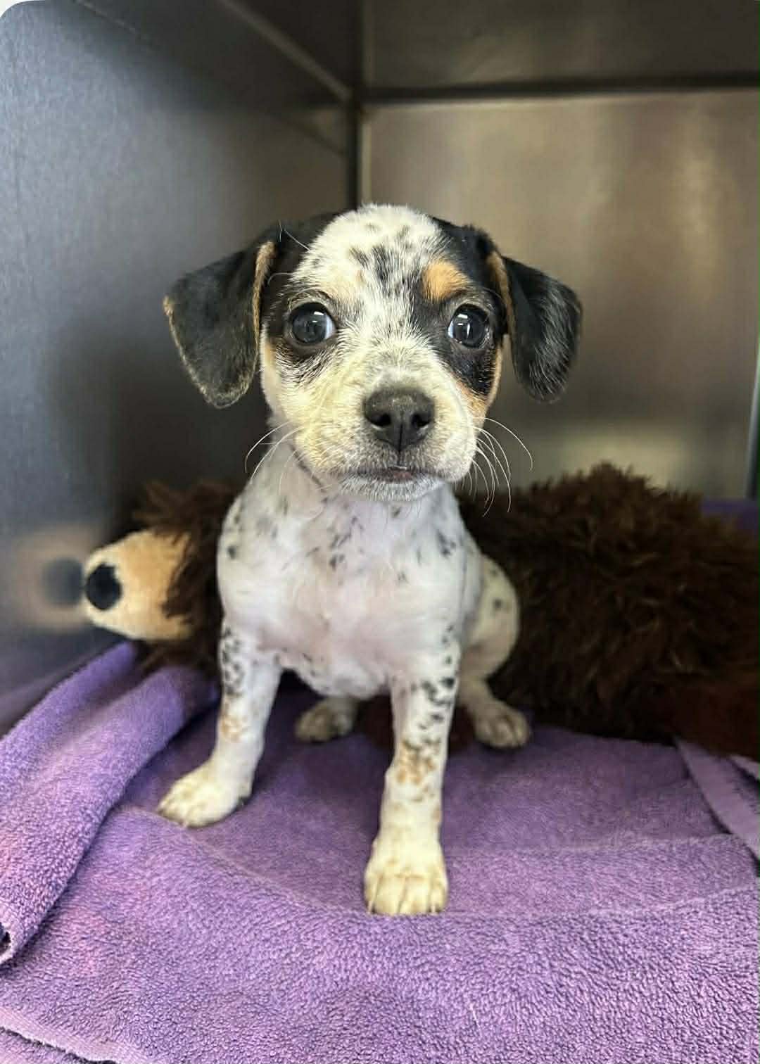 LUCY - PUPPY - Chihuahua available for adoption