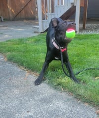 Sassy - Photo 5