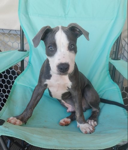 SHOHEI - ADOPTION PENDING - Terrier available for adoption