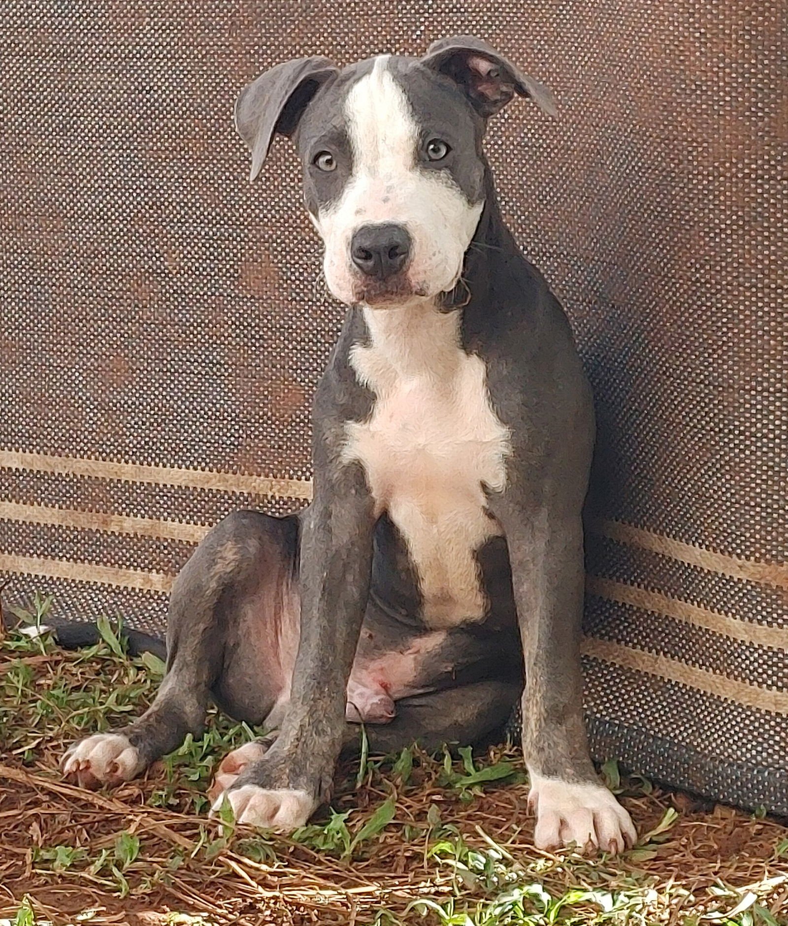 SHOHEI - ADOPTION PENDING - Terrier available for adoption