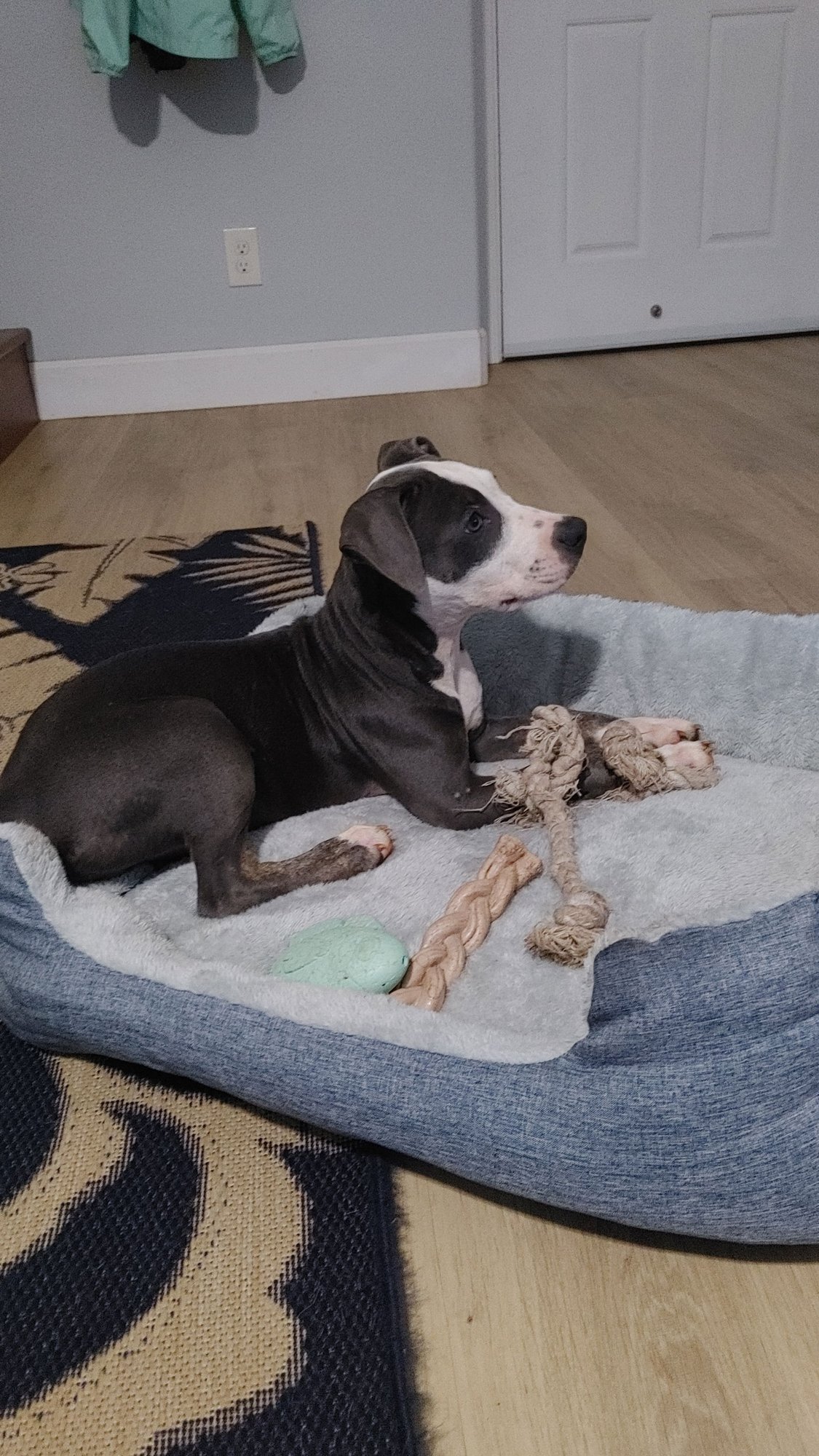 Shohei - Adoption Pending - Photo 3