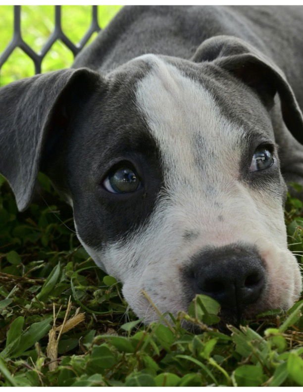 Shohei - Adoption Pending - Photo 4