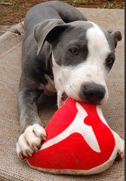 Shohei - Adoption Pending - Photo 5