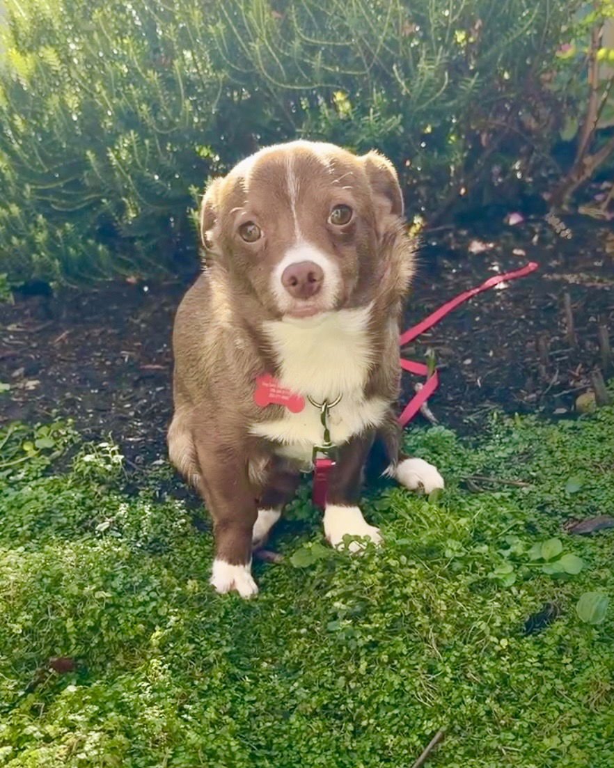 BERNARD - PENDING - Chihuahua available for adoption