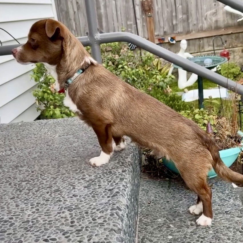 BERNARD - PENDING - Chihuahua available for adoption