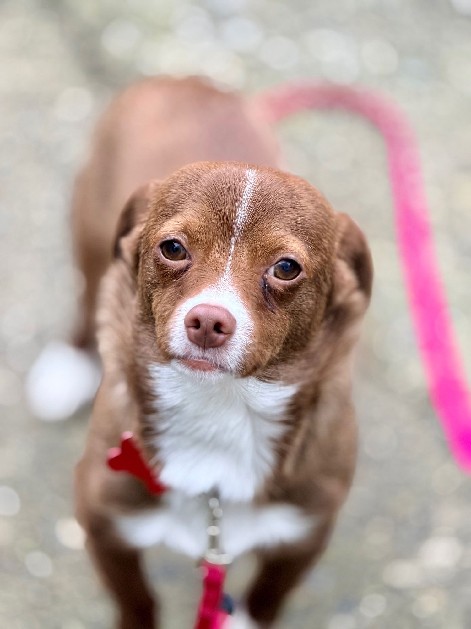 Bernard - PENDING - Photo 3