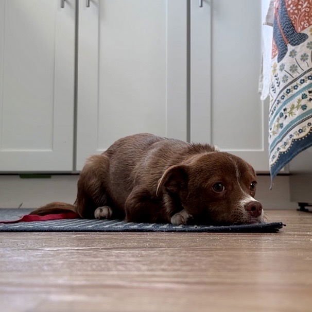 Bernard - PENDING - Photo 4