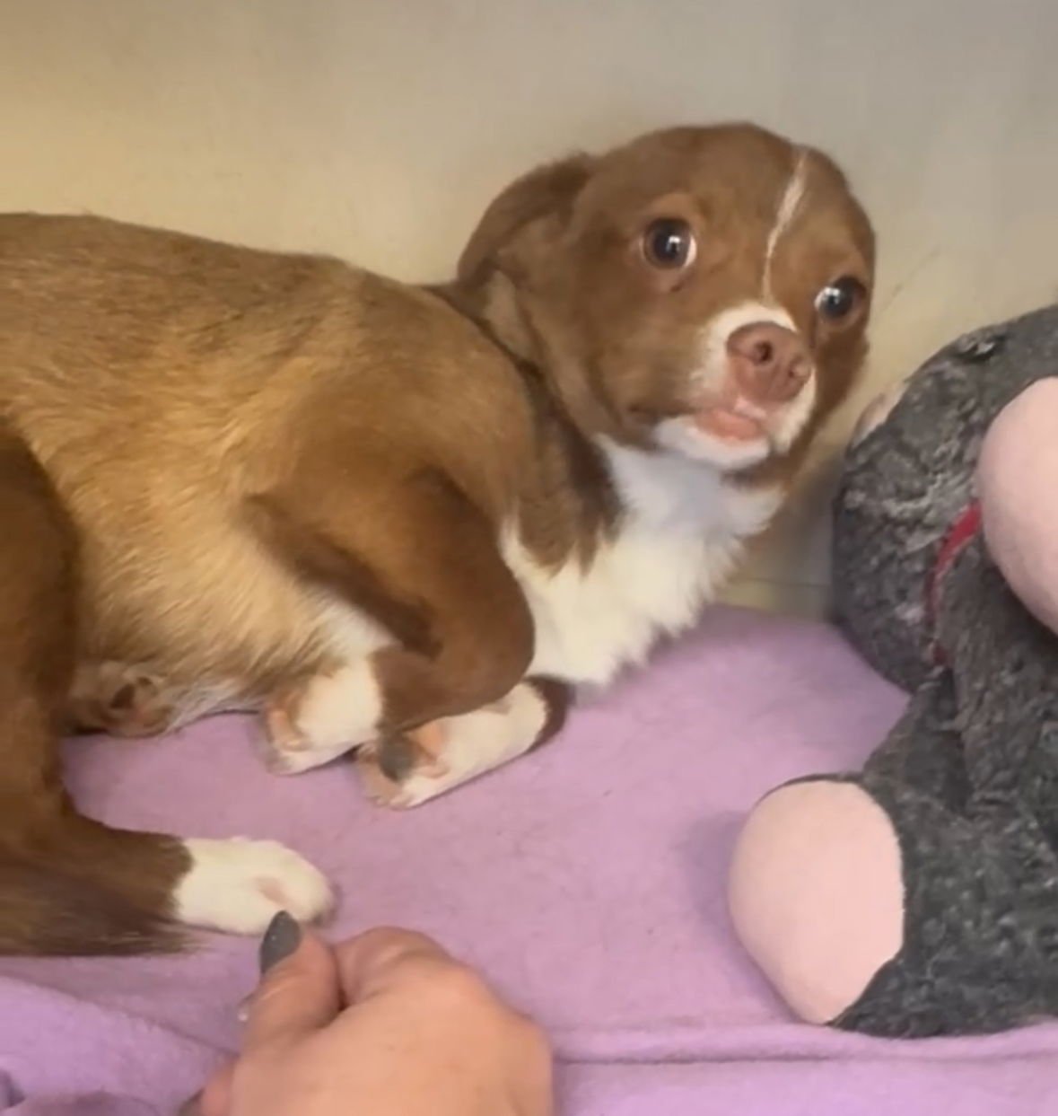 Bernard - PENDING - Photo 5