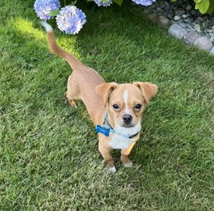 CANELO - Chihuahua available for adoption