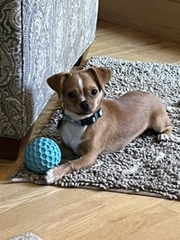 Canelo - Photo 2