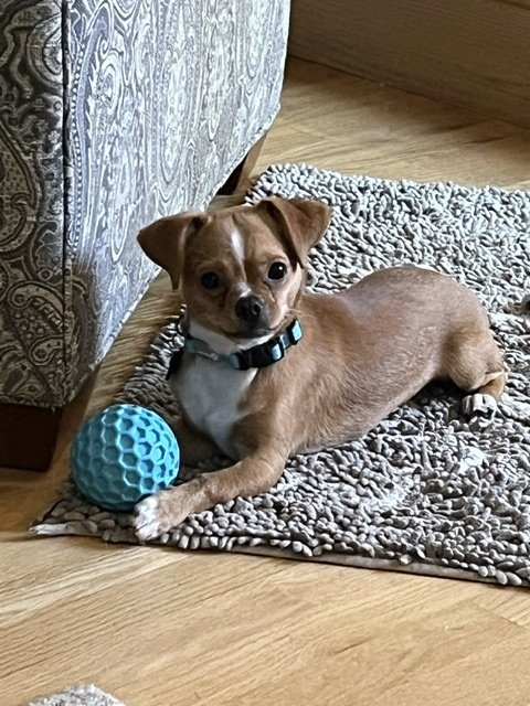 CANELO - Chihuahua available for adoption