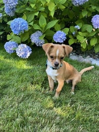 Canelo - Photo 3