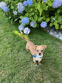 Canelo - Photo 7