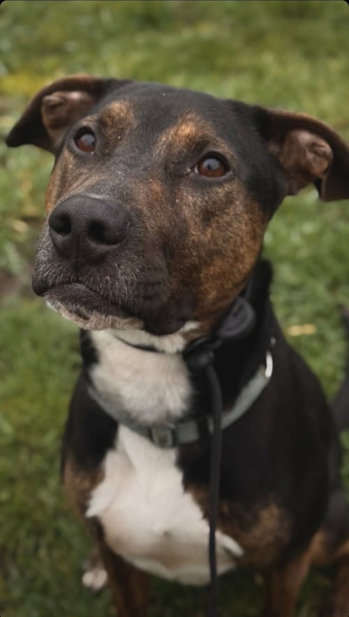 MARK ANTHONY - Hound / Labrador Retriever available for adoption