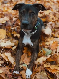 Mark Anthony - Photo 2