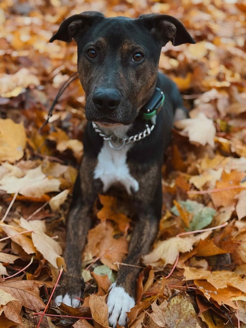 MARK ANTHONY - Hound / Labrador Retriever available for adoption