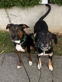 Mark Anthony - Photo 4