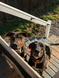 Mark Anthony - Photo 5