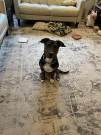 Mark Anthony - Photo 6