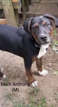 Mark Anthony - Photo 7