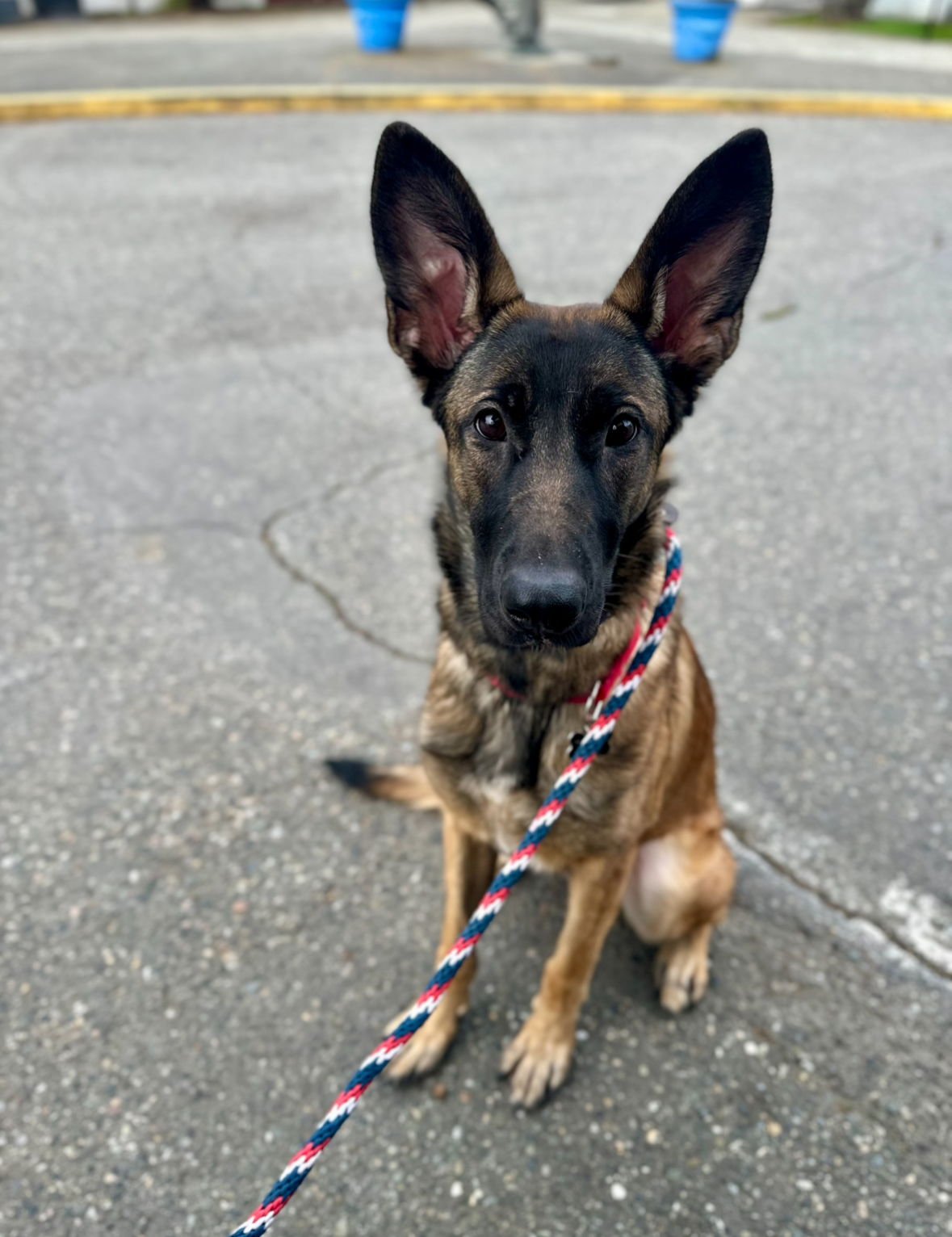 * ZORIN - PENDING - Belgian Shepherd Malinois available for adoption